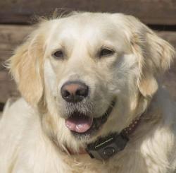 Radarcan R-132 Flea/Tick Repeller for Pets 