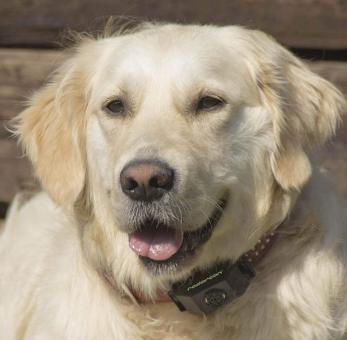 Radarcan R-132 Flea/Tick Repeller for Pets 